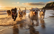 Dog-friendly beaches North of Ireland